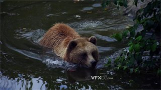 实拍视频野生动物马熊在河里游泳清洗身上污垢