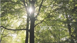实拍视频阳光明媚的早晨巨大的绿色森林