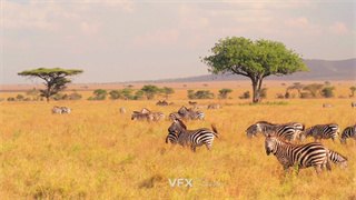 实拍视频成群斑马在一望无垠的草原上觅食休憩