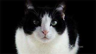实拍视频绿宝石瞳孔黑白双色小猫眨眼