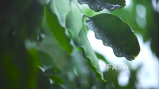 树叶被雨水打湿特写镜头实拍视频