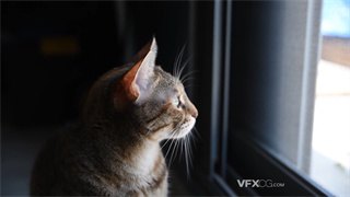 实拍视频小猫透过窗台玻璃仔细察看外面的世界