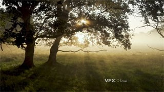 实拍视频早晨阳光透射进森林映射在树叶枝桠