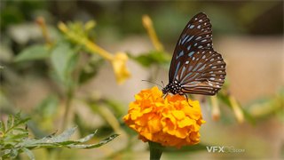 实拍视频蝴蝶以虹吸式口器在绽放鲜花上吸食花蜜