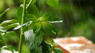 实拍视频叶子接受大自然雨水浇灌洗礼4K分辨率