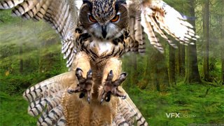 实拍视频猫头鹰直击目标振翅捕食关键动作