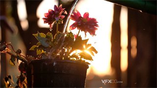 实拍视频盆栽鲜花在窗台接受阳光的沐浴以及水的浇灌