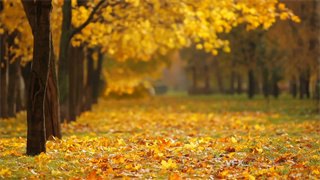 实拍视频秋天树叶泛黄被风吹落在草坪形成一道风景线