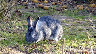 实拍视频灰色野兔认真挑选新鲜草叶细嚼慢咽4K分辨率