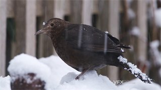 实拍视频黑鸟在寒冷冬天大雪中寻找食物瑟瑟发抖