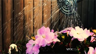 实拍视频水流从喷壶细小的孔流出给鲜花浇灌所需水分