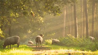 实拍视频羊群在阳光普照森林草地觅食汲取养分4K分辨率