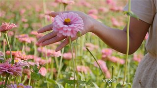 实拍视频女子用手轻轻拂过生命力旺盛鲜艳花朵