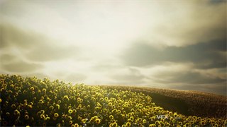 实拍视频漫山遍野的向日葵享受太阳带来的养分和光照