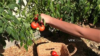 实拍视频在炎热天气太阳底下采摘新鲜成熟的西红柿