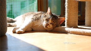 实拍视频橘色小猫慵懒躺在地板上舒适安逸晒太阳