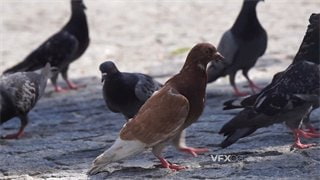 实拍视频象征和平的鸽群在地上认真仔细寻找食物