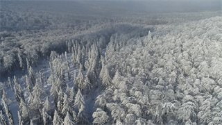 实拍视频漫天大雪覆盖整片森林树木景色壮阔