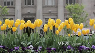 实拍视频黄色鲜艳郁金香给城市增添朝气蓬勃生活气息