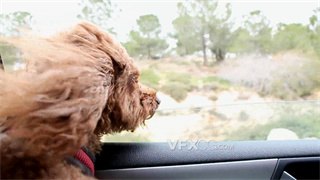 实拍视频棕色卷毛贵宾犬将头探出车窗外享受凉爽的风