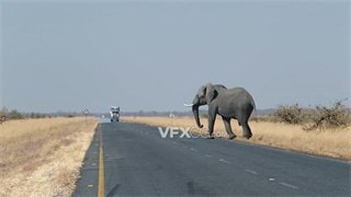 实拍视频大象毫不畏惧对面驶来车辆横穿马路