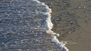 实拍视频海鸥在涨潮海滩上到处寻找食物4K分辨率