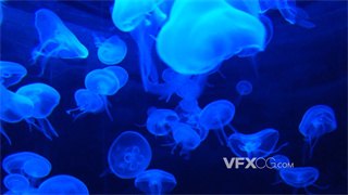 实拍视频水族馆透明水母在蓝色灯光照耀下游动