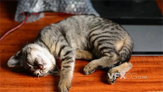 实拍视频可爱小猫安安静静慵懒躺在木桌上打盹