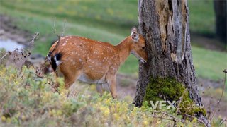 实拍视频橘色斑点獐鹿在利用树皮去除头上痛痒感觉4K分辨率