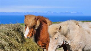实拍视频牧场两匹毛发柔顺健壮成年马在草垛旁细嚼慢咽