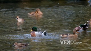 实拍视频头部绿色毛发鸭子失去平衡扎进水里后扑腾翅膀