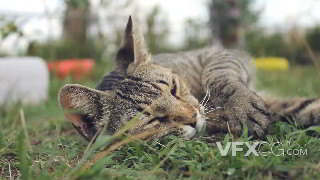 实拍视频小猫躺在草坪上休息慵懒伸懒腰打哈欠露出尖爪