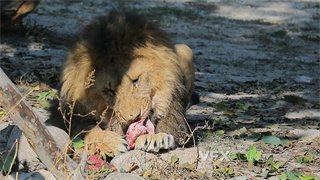 实拍视频森林之王凶猛狮子趴在树荫下享受美味的肉