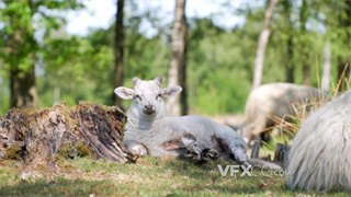 实拍视频白色软糯初生小羊羔心情愉悦半躺在草地上