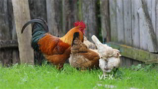 实拍视频用栅栏圈起鸡群在草地寻找食物填饱肚子