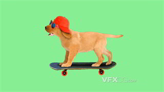 背景视频素材棒球帽小狗气宇轩昂用脚滑动滑板动画