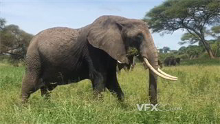 实拍视频大象用鼻子卷起草叶送进嘴里咀嚼消化