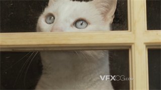 实拍视频白色伶俐小猫踮起脚尖隔着玻璃观察环境
