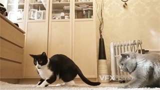 实拍视频主人用激光笔引起两只小猫兴趣共同玩耍