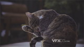 实拍视频毛茸茸小猫用舌头舔爪子清理毛发污垢4K分辨率