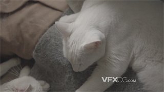 实拍视频两只乳白色小猫慵懒舒适躺在柔和面料毛毯上睡觉