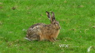 实拍视频野兔嘴里做出快速咀嚼动作在草坪警觉察看周围