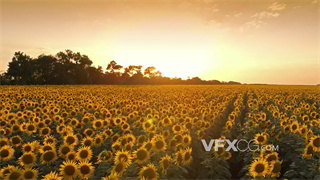 实拍视频空中拍摄向日葵整齐种植享受阳光照射4K分辨率