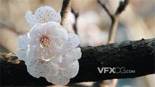 实拍视频寓意高洁坚强白色梅花悬挂在枝桠近景特写