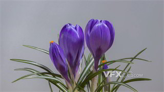 实拍视频紫罗兰色番红花绽放过程延迟摄影4K分辨率