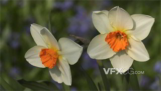 实拍视频石蒜科多年生草本植物水仙花接受阳光沐浴洗礼