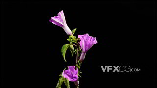 实拍视频一簇紫色牵牛花茁壮生长延迟拍摄特写4K分辨率