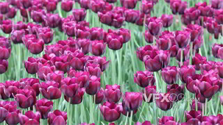 实拍视频世界著名球根花卉优良切花品种粉色郁金香