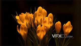 实拍视频常见香料鸢尾科番红花属的多年生花卉藏红花