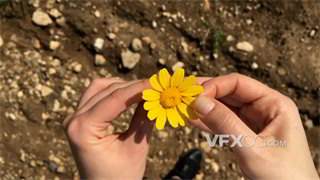 实拍视频左右摇摆时将黄色小雏菊撕下的花瓣代表决定结果